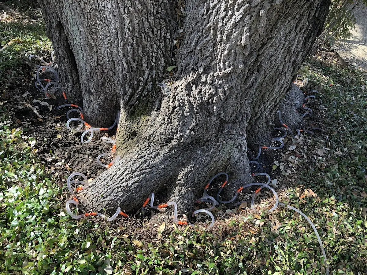 Detailed Tree Cabling and Bracing job site in Torrington