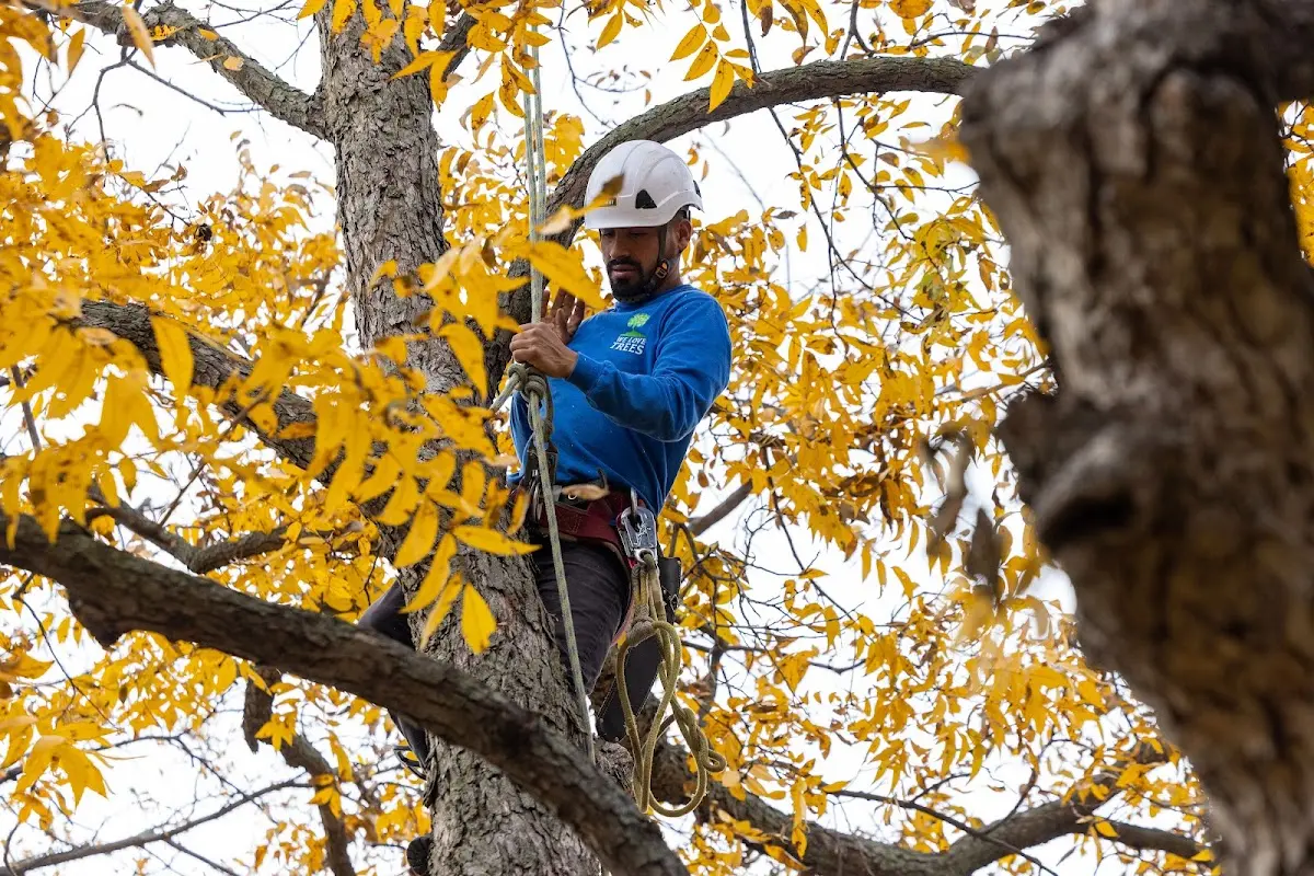 Skilled Storm Damage Cleanup crew working in Torrington